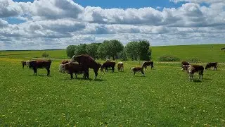 21-5-21. ОСМАТРИВАЕМ НАШИХ КОРОВ на Пастбище кфх Дик. Выявляем охоту.....