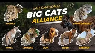 Big Cat Alliance I Tiger Conservation in India I Project Tiger I Prelims Most Important Topic #upsc