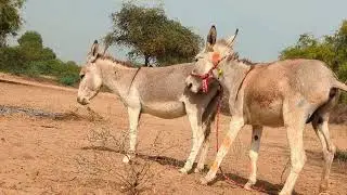 Donkey happy Mood in jungle with donkey #animals #donkey 