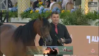 GCAT Cannes 2025   Senior Mares Championship