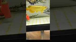 Arwana golden crossback #arwana #arowana #aquarium #shorts