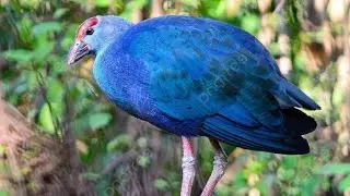 Grey headed swamphan.The unique bird 🐦🐦🐦🐦🐦🐦
