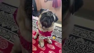 Привет, я Каджу&hellip; Но как дела, Каджу?😜💝 #шорты #французскийбульдог #любовь #мопс #домашниеживотные...