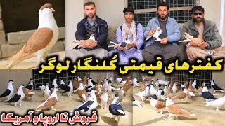 کفترهای قیمتی لوگر و فروش تا اروپا و آمریکا|کفترهای 1،000دالری کُلنگار لوگر|Logar Expensive Pigeons