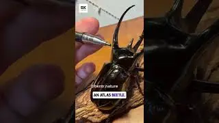 Pen vs Beetle? The Atlas Beetle Is Built Like a Tank!