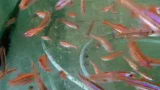 Нотропис радужный