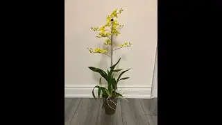 (Eng sub)易養的跳舞蘭 ,小花束(Easy care Oncidium, small bouquet )