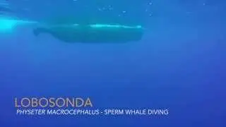 Whale watching - Sperm whale diving/ Pottwal beim abtauchen