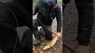 Поймал? Отпусти! #vtundrufishing #дмитрийкореев #рыбалканакольском #рыбалка #fishing