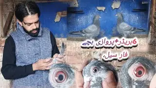 6بریڈر+پروازی بچےفار سیل، 🕊