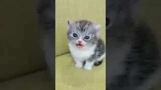Billi | Billi ki awaaz | Kitten |meow meow #youtubeshorts  #viralvideo  #kittensmeowing
