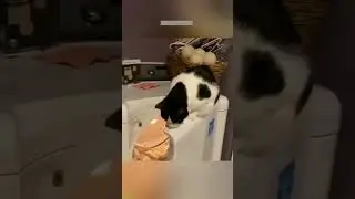 Funny Cats 2025 😻 New Funny Cats 2024 😾 # #6361