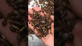 Agarwood Seed Farming #agarwood #seeds #farming  #oudh #nursery #plants #oudwood #assam