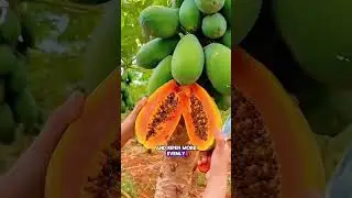 Why do farmers bend papaya trees down to grow?