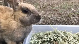 This rabbit has completely frozen in place. I wonder why?