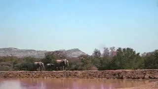 Black Rhino Game Lodge (16 may 2012)