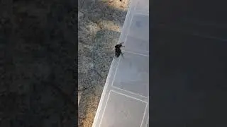Wasp vs Horse-Fly