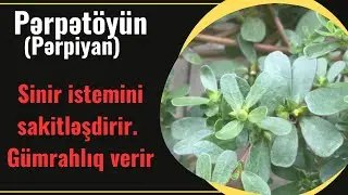 Pərpət&ouml;y&uuml;n - Pərpiyan bitkisi | Faydaları və zərərləri | kimlərə olmaz?