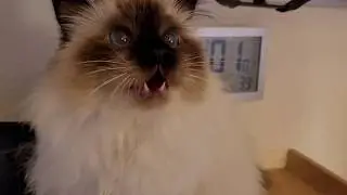 The Meows Of A Snack Addict
