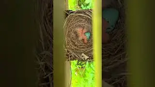 Baby Robin hatching from egg
