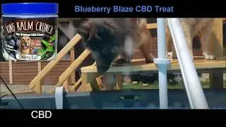#CBDForDogs #DogHealth  King Kalm Crunch CBD Dog Treats Review  Natural Pet Wellness