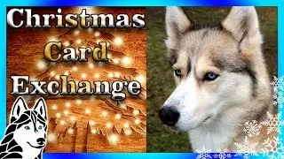 HUSKY CHRISTMAS CARD EXCHANGE and 12 DAYS OF GIVEAWAYS 🎄