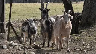 Adventures of farm collies ep 51 The three billy goats