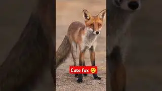 cute fox 🦊