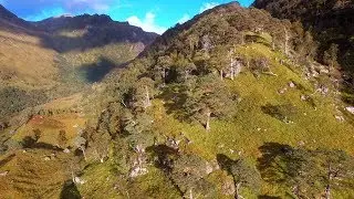 Future Forests