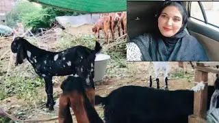 Bakra Shopping For Eid-ul-Fitr| Special shopping