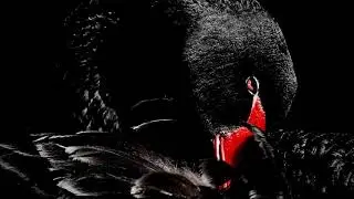 AliKo Imagination - Black Swan [Beatdown Bass - Bass]