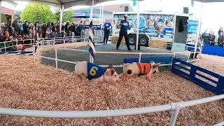 Racing Pigs at WA State Fair @happyleo12
