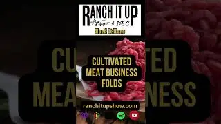 Бизнес по производству культивированного мяса складывается