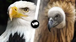 Aigle VS Vautour: Qui sera le plus redoutable?