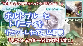 ロサオリのポルトブルー&トリニティをリセットした花壇に植栽! 宿根草も入れてホワイト&ブルーガーデンを作りました