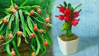 Skill Breeding Techniques Dragon Fruit at Home.