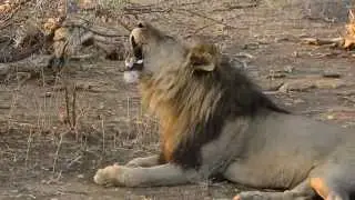 Lion Roaring.  Loud!