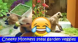 Lock-down Diaries - Cheeky monkey steals garden veggies