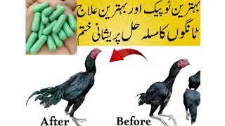 Aseel legs weakness treatment