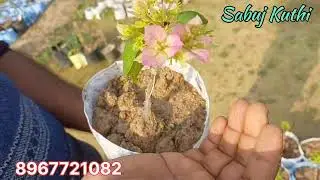 Bougainvillea Lovers ❤️ New Stock, Mother Plant & Chara | Sabuj Kuthi Nursery !