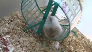 Campbell Dwarf Hamster