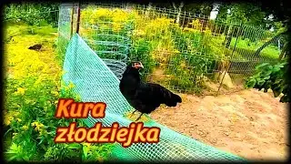 #PoultryBreeding 🐓🦆🦃 The thieving hen