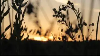 Wild flowers in sunset -Free stock video - orangeHD.com