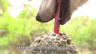 Vẻ đẹp mang t&ecirc;n chiếc lưỡi hồng của Dingo