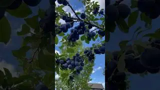 Back yard plum tree #fruit #tree #canada