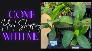 Plant Shopping! | Walmart Plants & Flea Market Finds | NaturallyNesh