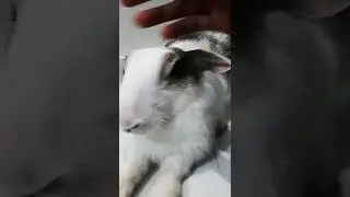 rabbit enjoys head massage
