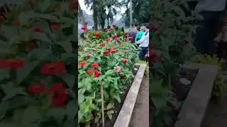 Beauty Of Ward Lake Shillong