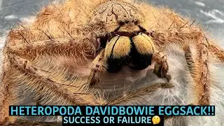 HETEROPODA DAVIDBOWIE EGGSACK!! Successful or Failiure?!