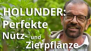 Holunder: Die perfekte Nutz- und Zierpflanze mit vielen Gesichtern